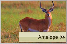 Antelope