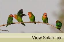 Birding Safari