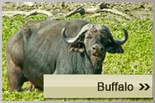 Buffalo