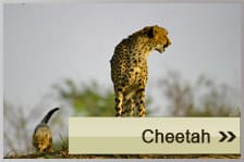 Cheetah