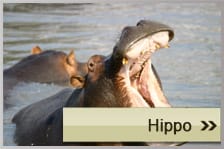 Hippo