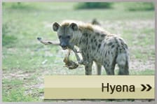 Hyena