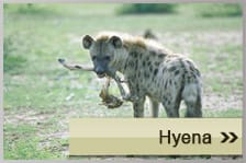 Hyena