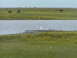 Liuwa Plains