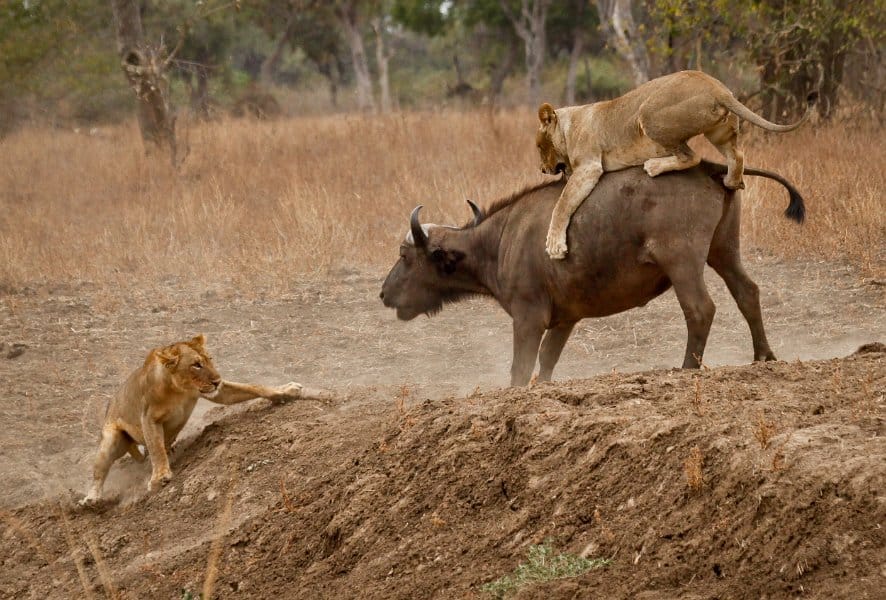 Male Lion Penis 64