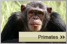 Primates