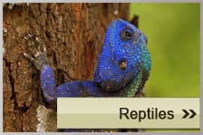 Reptiles