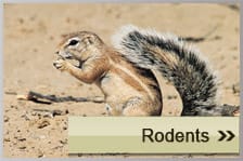 Rodents