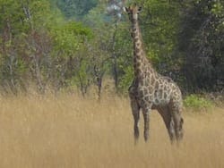 Sioma_Ngwezi
