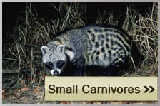 Small Carnivores