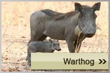 Warthog