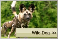 Wilddog