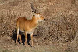 A cautious buck on the lookout Cautious Buck