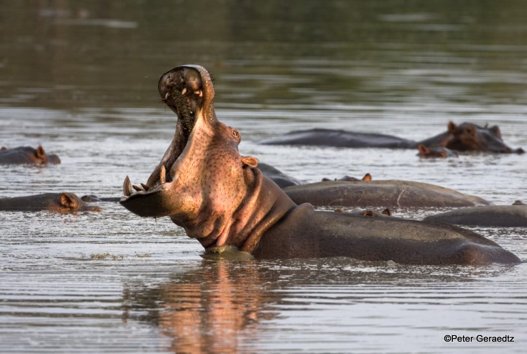 Lower Zambezi Hippo