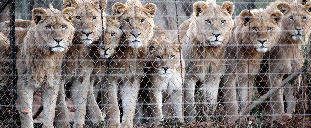 Lions being bred for canned hunting in South Africa