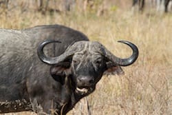 mweru_wantipa