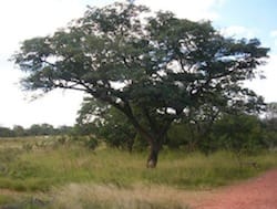west-lunga