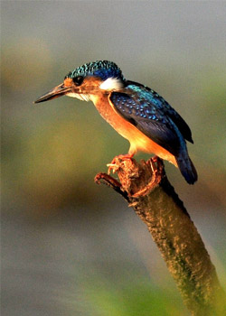 nivo slider image