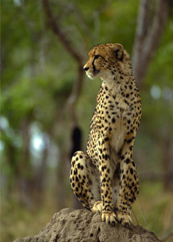 nivo slider image