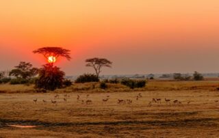 african parks lease kafue