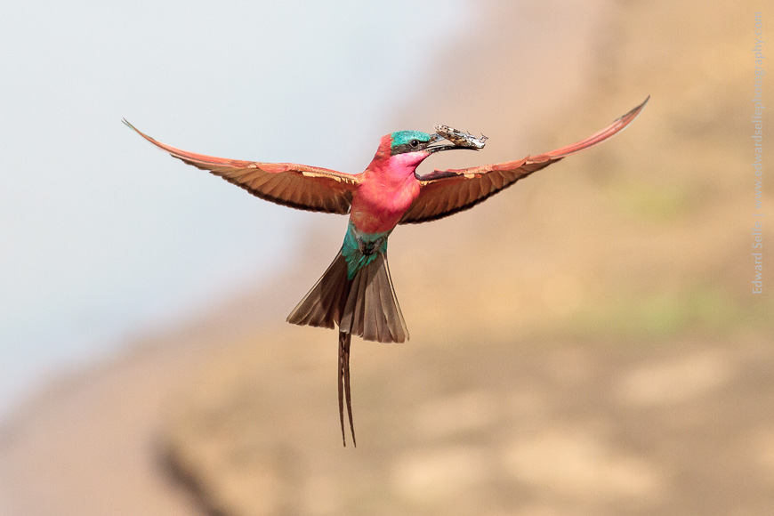 Apparently hovering in mid-air, a Carmine Bee-eater catches the wind momentarily before plunging into a nest-hole to feed a chick.