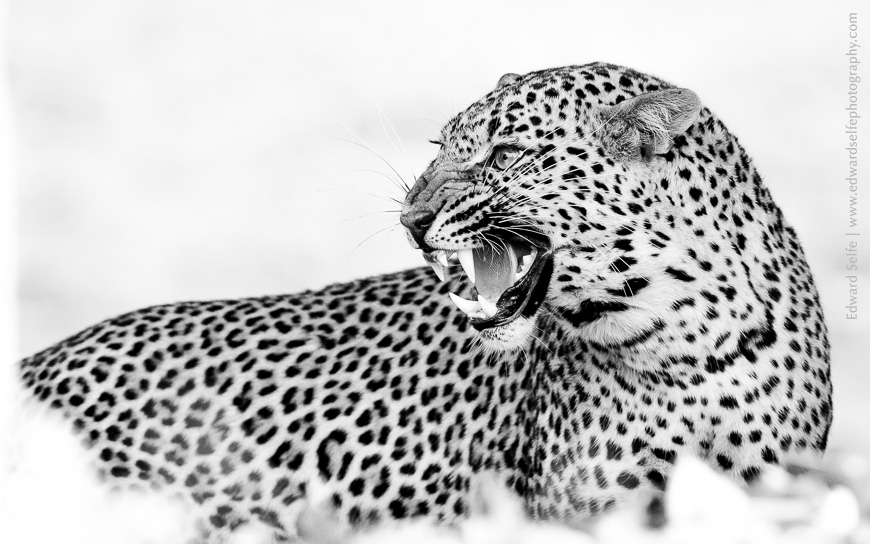 Snarling menacingly, a young leopard shows her displeasure at her mother's approach.