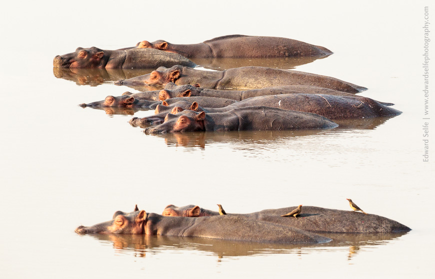 A pod of hippos rest in the shallow waters of the Luangwa River in the late dry season.