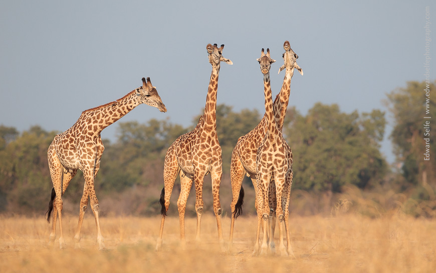 Luangwa's Thornicroft's giraffes grimace in flehmen response to a female's urine scent.