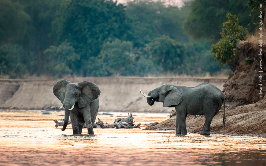 Two bull elephants pause in the shallow water of the Luangwa River in the early morning.