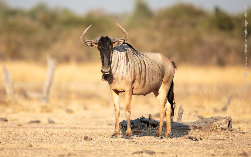 A bull Wildebeest showing the impressive muscles and markings along his neck.