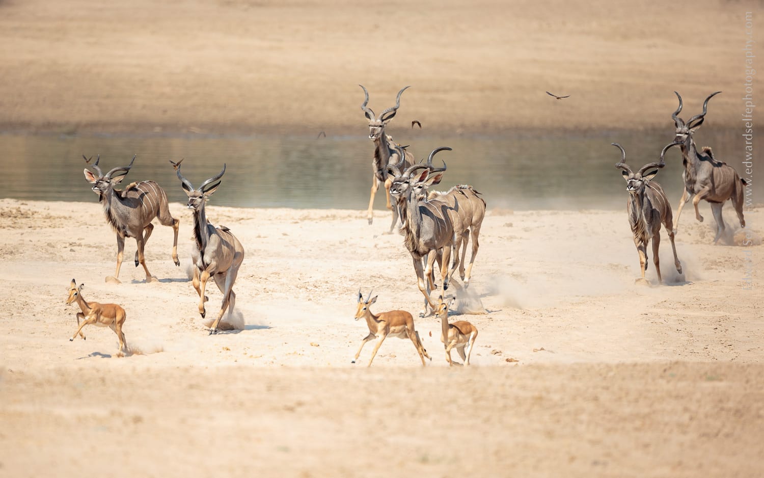 best full frame dslr for wildlife photography best full frame dslr for wildlife photography