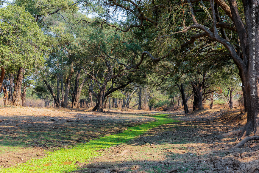 Stately ebony trees from a grove above a drying lagoon in South Luangwa.