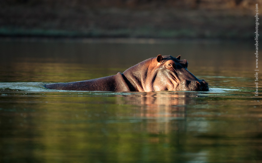 Clash - a female hippo issues a warning to an approaching male who ventured too close to her calf.