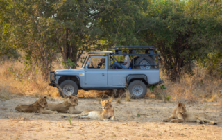 Carnivore Conservation During The COVID-19 Pandemic