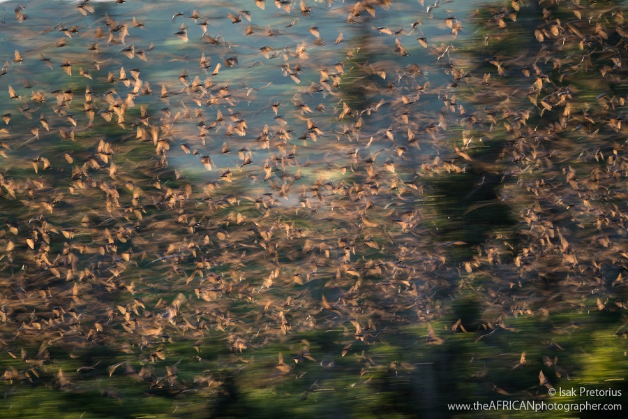 The World's Largest Mammal Migration! The World's Largest Mammal Migration!