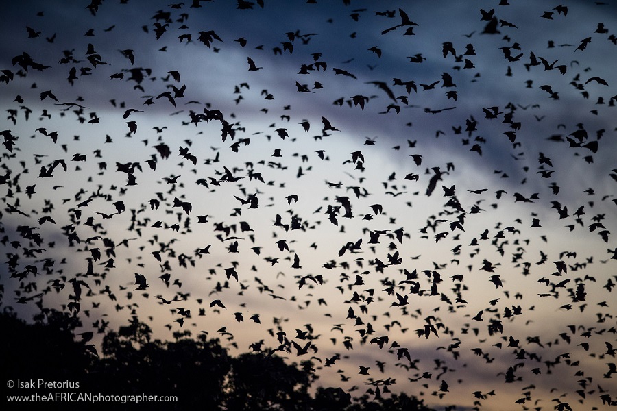 The World's Largest Mammal Migration! The World's Largest Mammal Migration!
