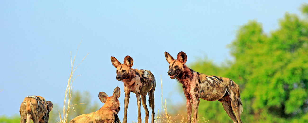 African-dogs