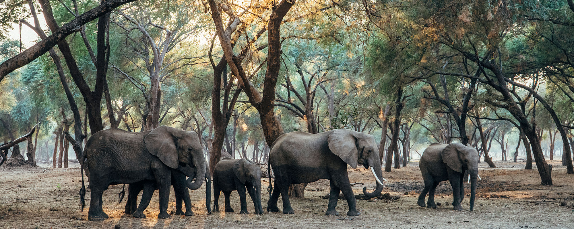 Anabezi_Header