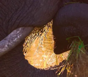 Backlit elephant
