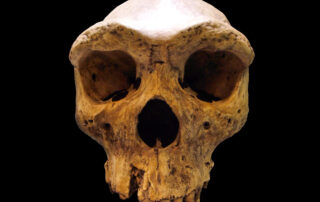 Broken_Hill_Skull_(Replica01)