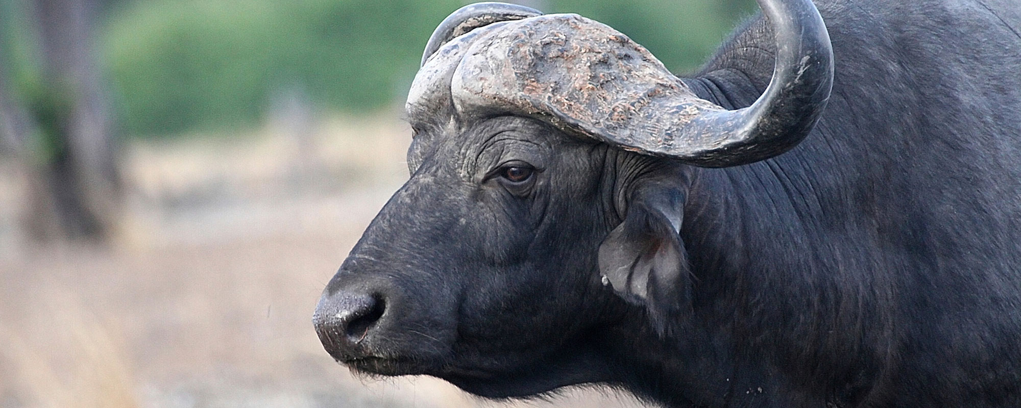 Buffalo_Header