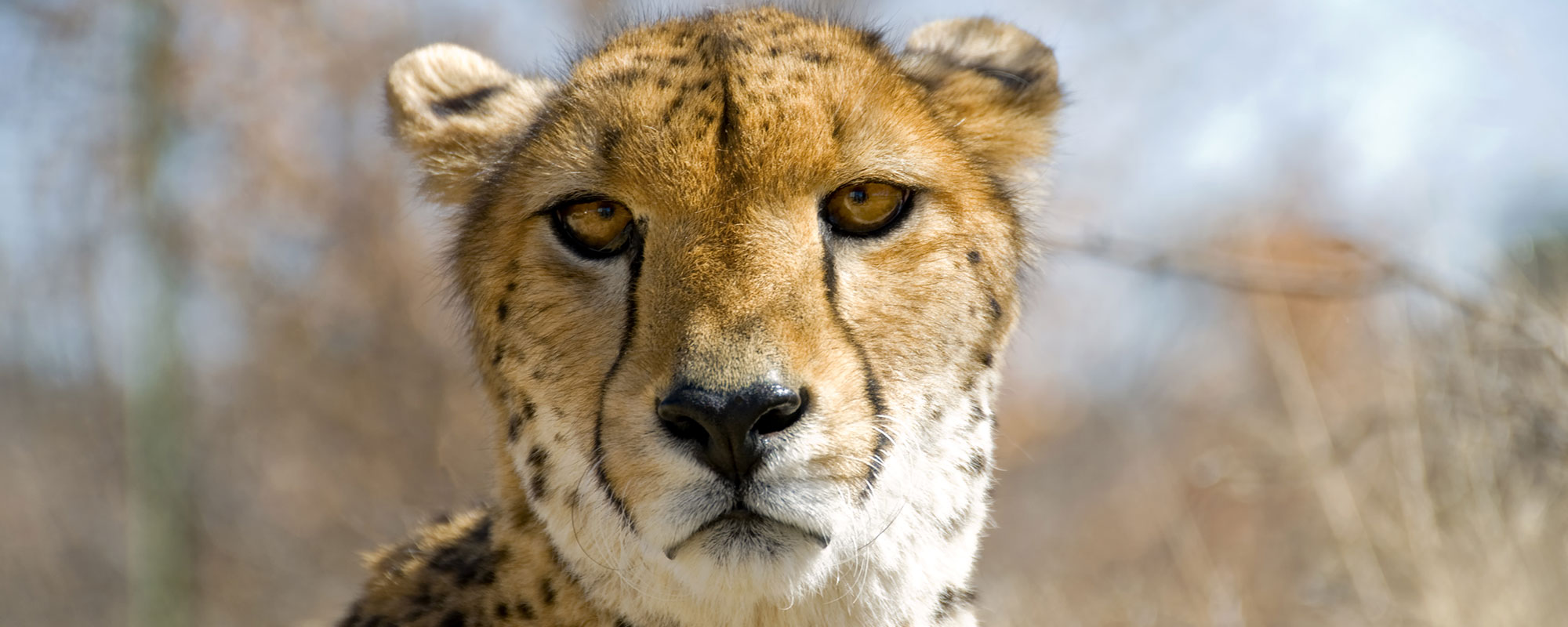 Cheetah_Header