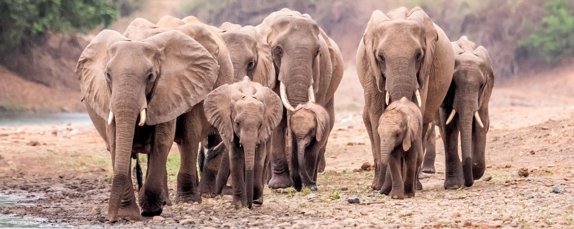 Conservation-Lower-Zambezi_Header