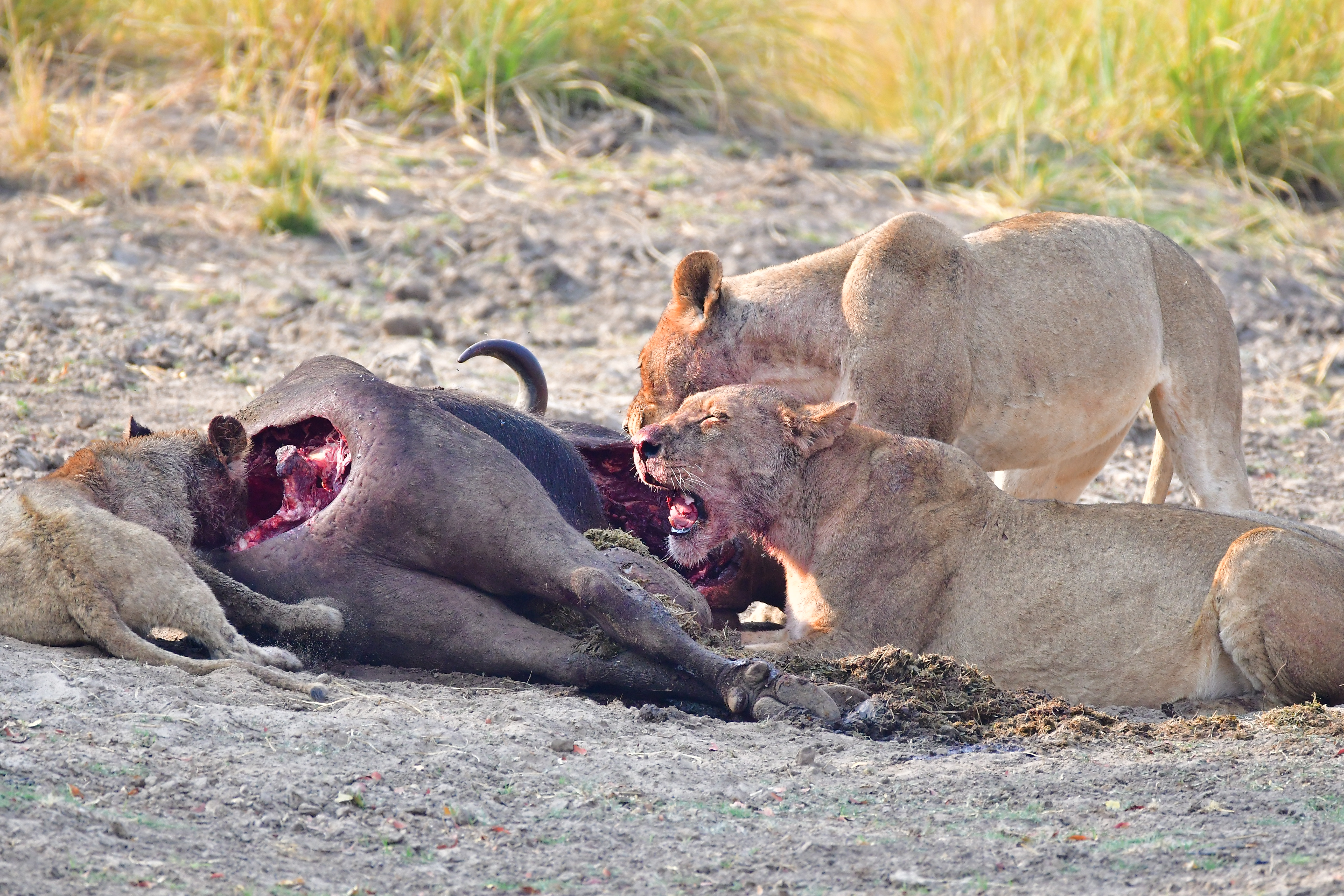 Lion kill on buffalo