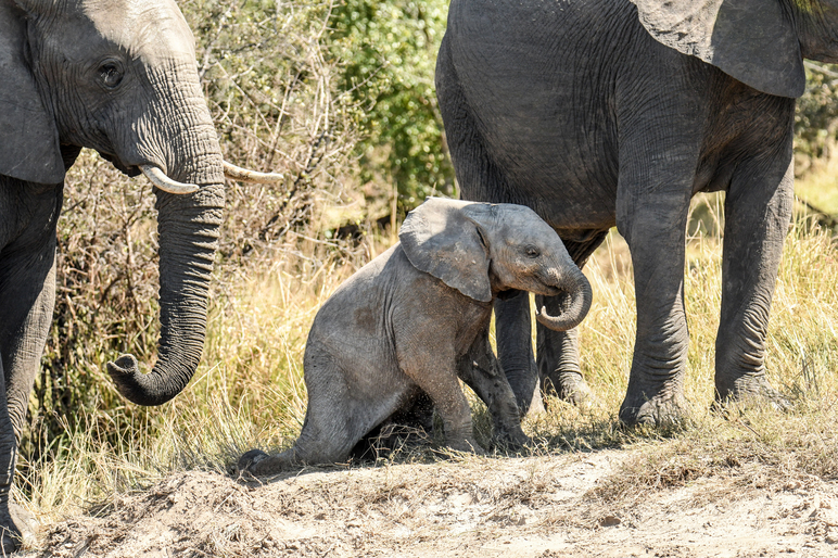Elephant calf on the bank of the Zambezi