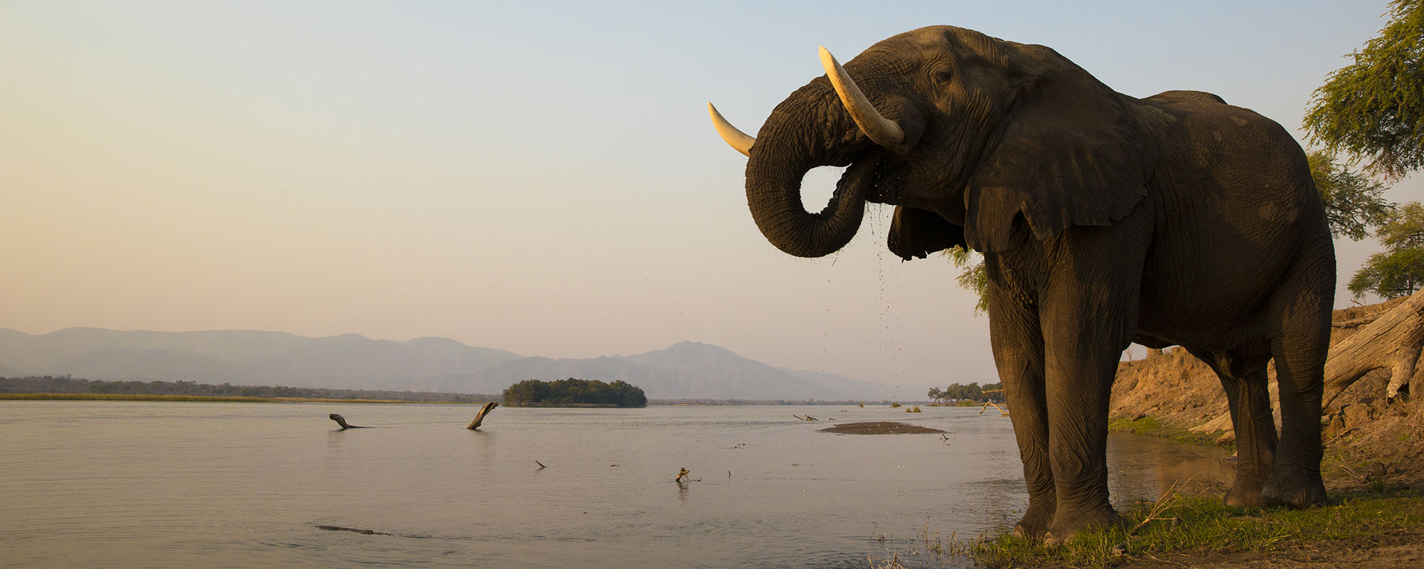 Elephant_Header