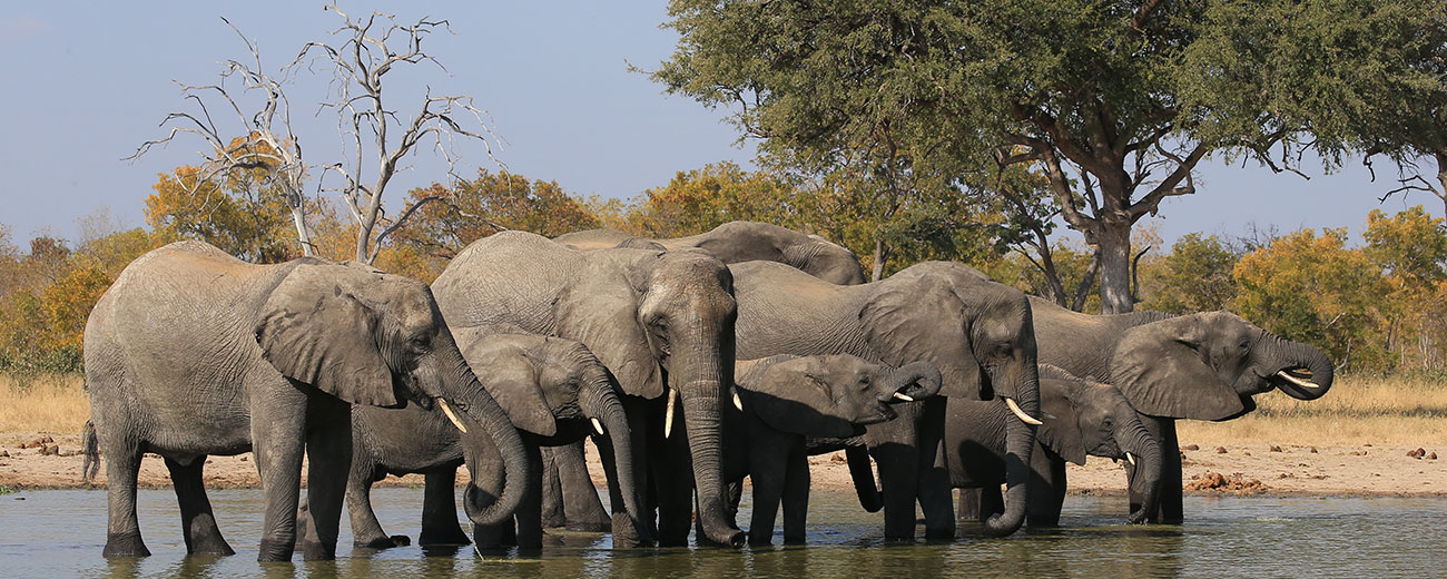 Elephants-at-water