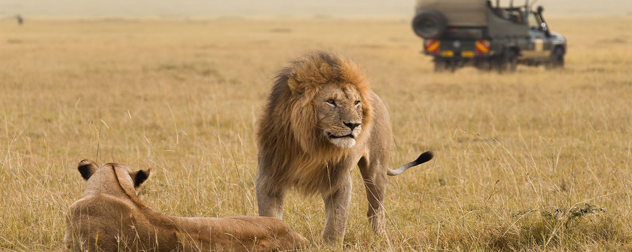 Enchanting-Travels-African-lion-couple-and-safari-jeep