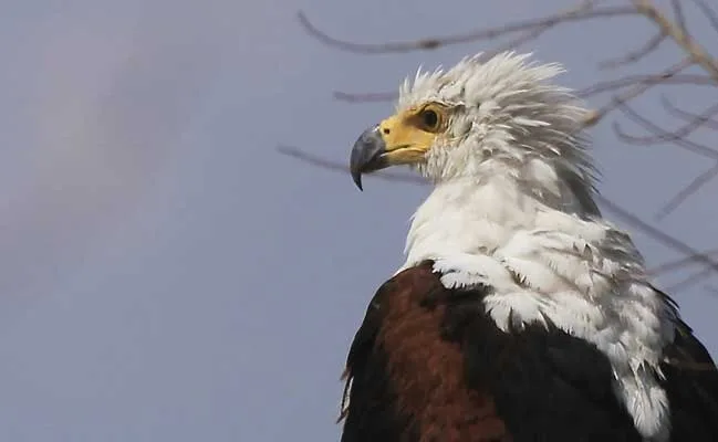 Fish-Eagle