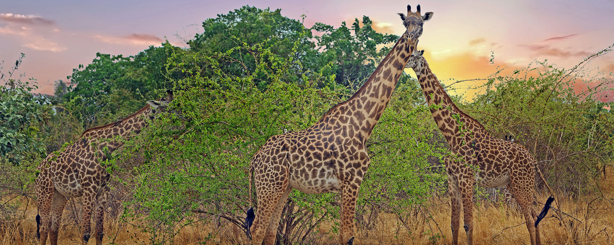 Giraffe_Header
